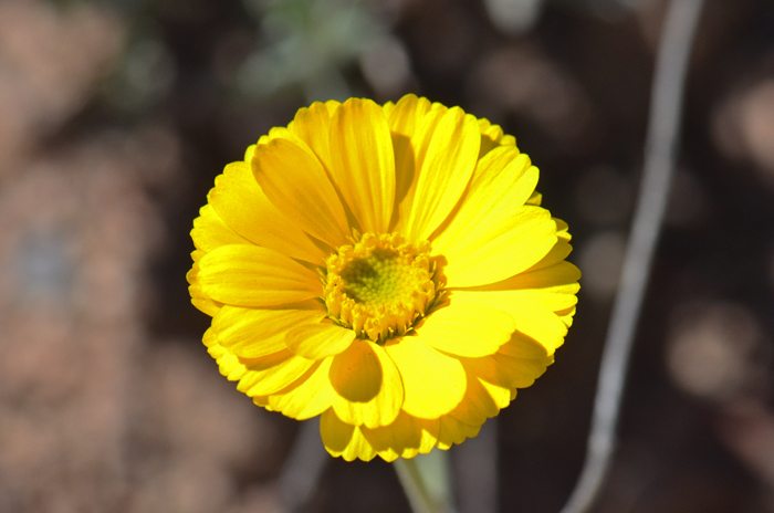 Woolly Desert Marigold has large, up to 2 inches (5 cm), yellow flowers with both ray and disk florets. Baileya pleniradiata